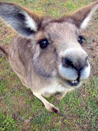 Фотография KangarooJack